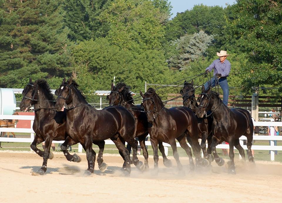 Percheron Thunder Driven By Jason Goodman